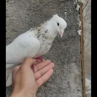 کبوتر دم سفید