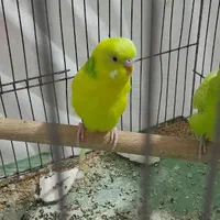 مرغ عشق و عروس هلندی