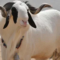گوسفند زنده نر چاق گوشتی کل نقاط ۲۴ساعت کل تهران|حیوانات مزرعه|تهران, سبلان (لشگر)|دیوار