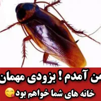 سمپاشی سم پاشی سوسک ساس موش کک زیرنظرمتخصص|خدمات نظافت|رشت, باقرآباد|دیوار