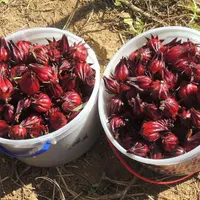 چای ترش|خوردنی و آشامیدنی|رشت, پاستوریزه|دیوار