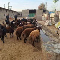 گوسفند زنده ییلاق ارگانیک نژاد گوشتی برای قربانی|حیوانات مزرعه|کرج, گوهردشت|دیوار