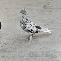 کبوتر