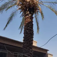 هرس و برش درختان باغی و سم پاشی درختان|خدمات باغبانی و درختکاری|شیراز, ارم|دیوار