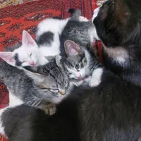 واگذاری گربه تازه از شیر شده