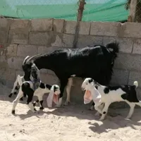 بز گلابی