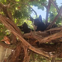 گمشده ، دوتا بچه گربه