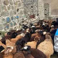 پخش گوسفند کشتاری کل کرج بدون تعطیلی زنده فروشی|حیوانات مزرعه|محمدشهر, |دیوار