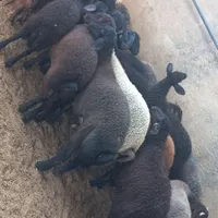 فروش بره نر و ماده