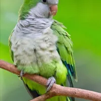 عروس هلندی پیدا شده