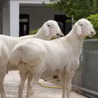 عاشورا تاسوا حسینی فروش دام زنده