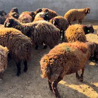 گوسفند چندقلوزا(ژن‌دار) همو - هترو|حیوانات مزرعه|مشهد, دانشگاه فردوسی|دیوار