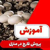 آموزش پرورش قارچ خوراکی و صدفی با پشتیبانی