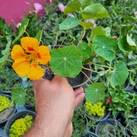 گل و گیاه فصلی و آپارتمانی|گل و گیاه طبیعی|مشهد, کوثر|دیوار