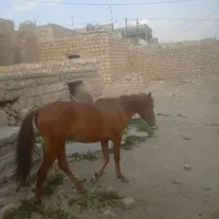 اسب