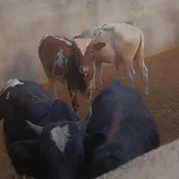 گوسفند زنده سید|حیوانات مزرعه|باقرشهر, |دیوار