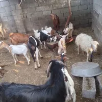 کهره بز بره نر و ماده قیمت عالی|حیوانات مزرعه|بندرعباس, |دیوار