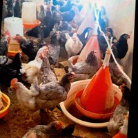 فروش مرغ تخم گذار سالم و جوان|حیوانات مزرعه|تهران, آشتیانی|دیوار