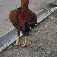 خروس لاری