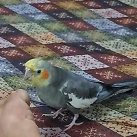 گمشده
