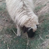 گوسفندنر