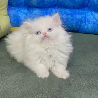 بچه گربه های بی مانند|گربه|اهواز, کوی باهنر|دیوار