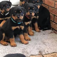 retwailler dog روتوایلر توله سگ|سگ|کرج, گلشهر|دیوار