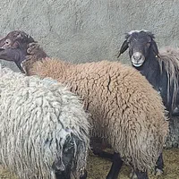 فروش گوسفند چاق (منصفانه و باحداقل سود)|حیوانات مزرعه|قم, نیروگاه|دیوار