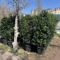 یاس هلندی جعبه ای به قیمت عمده|عمده‌فروشی|تهران, هروی|دیوار