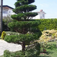 خدمات باغبانی|خدمات باغبانی و درختکاری|نوشهر, |دیوار