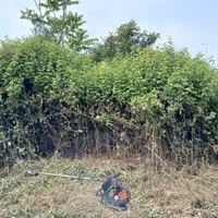 خدمات علف تراشی و قطع چوب و حرص درخت|خدمات باغبانی و درختکاری|قائمشهر, |دیوار