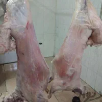 با سلاخی بره چاق شیشک برای قربانی|حیوانات مزرعه|قم, انسجام|دیوار