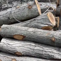 ترابی قربانی خرید انواع چوب تر و خشک