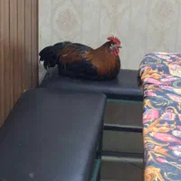 یک جفت مرغ و خروس زیبا