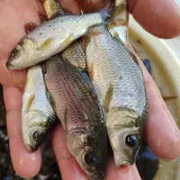 ماهی کپور مجار فیتوفاگ آمور|ماهی|صفادشت, |دیوار