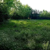 ۲۵۰۰مترزمین مسکونی/۳۰۰متربنا/سندتک برگ/پروانه ساخت|فروش زمین و ملک کلنگی|رشت, گلسار|دیوار