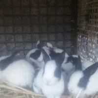 خرگوش