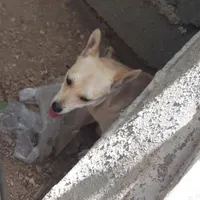 سگ پیداشده