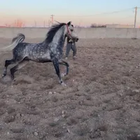 اسب نریان کرد سواری دار|اسب و تجهیزات اسب‌سواری|اردبیل, |دیوار