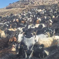 فروش بز بزغاله فروش بز معاوضه با ایسوزو جک