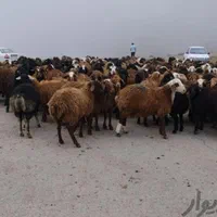 بورس گوسفند بروجردی (بزرگترین مرکز فروش دام)|حیوانات مزرعه|کرج, حیدرآباد|دیوار