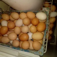 تخم مرغ محلی درجه 1
