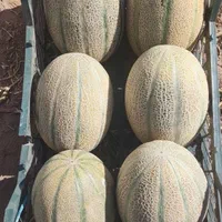 خریدار تره‌بار سردرختی زردآلو گیلاس میوه گوجه خیار|خدمات باغبانی و درختکاری|تهران, شهرک شریعتی|دیوار