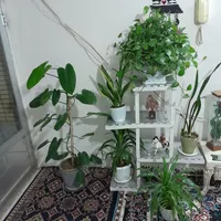 استندباهمه گل ها|گل و گیاه طبیعی|اصفهان, منتظرالمهدی|دیوار