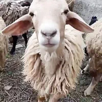 دامداری پرورش گوسفندواکسن زده باسکول دیجیتال|حیوانات مزرعه|تهران, جوادیه|دیوار