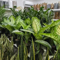 دیفن باخیا تنه درختی پر برگ|گل و گیاه طبیعی|بندرعباس, |دیوار