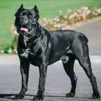 توله CANE CORSO معروف به ماستیف ایتالیایی|سگ|تهران, آرارات|دیوار