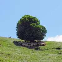 گلخانه