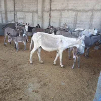 شیر الاغ دوشیدن در حضور مشتری کیلویی ۴۵۰|خوردنی و آشامیدنی|رباط‌کریم, انجم آباد|دیوار