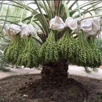 نخل شکلات نخل خرما|خدمات باغبانی و درختکاری|اسلام‌شهر, |دیوار